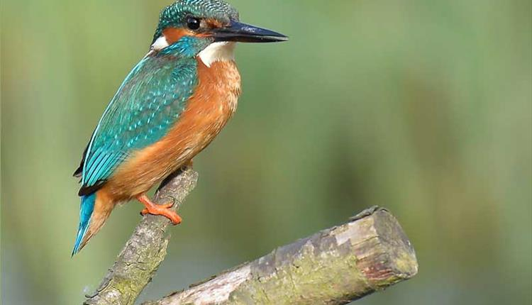 A little bird sitting on a branch with blue and orange feathers 