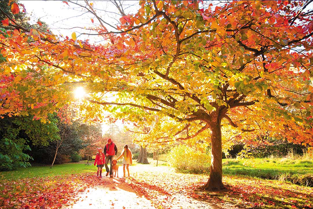 Orange Autumn colours surround a family wrapped up warm during their walk through Bournemouths lower gardens 