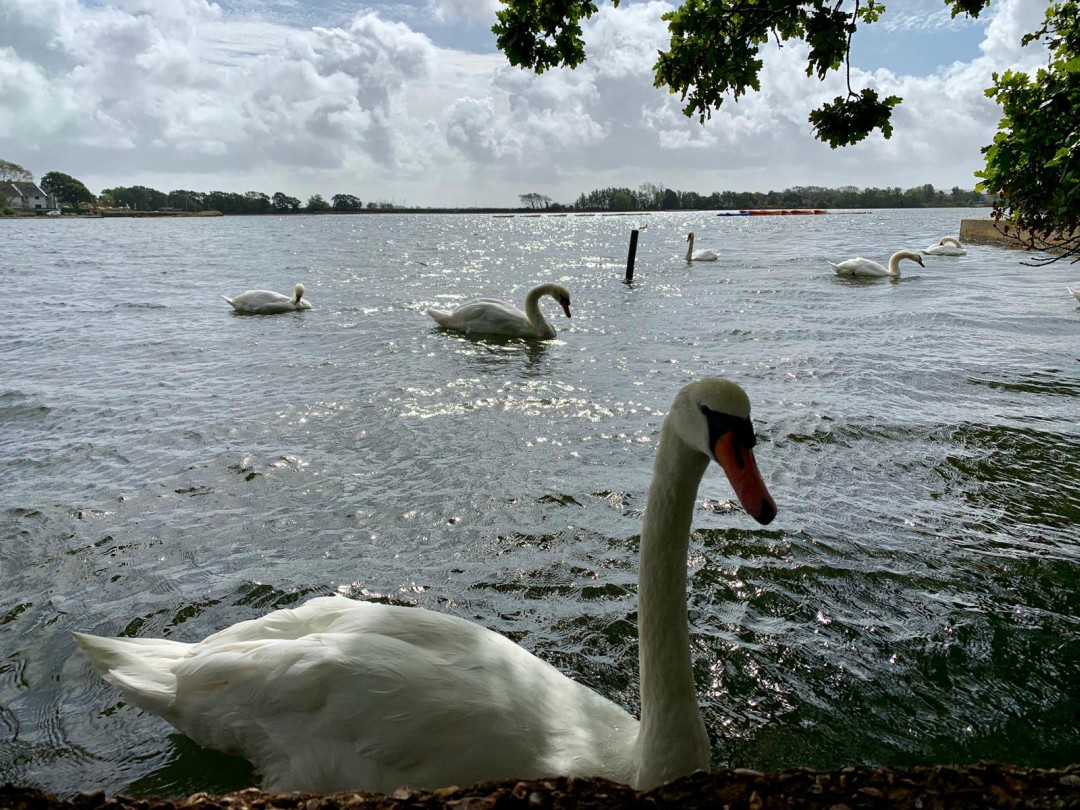 A view over the lake at Poole Park lake on a sunny day