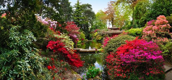 Wide shot of the beautiful bloom and lake at Compton Acres Japanese Garden