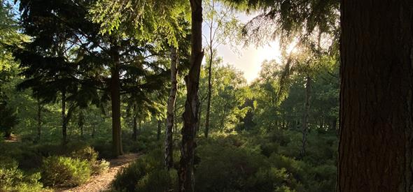 ramsdown forest at sunset