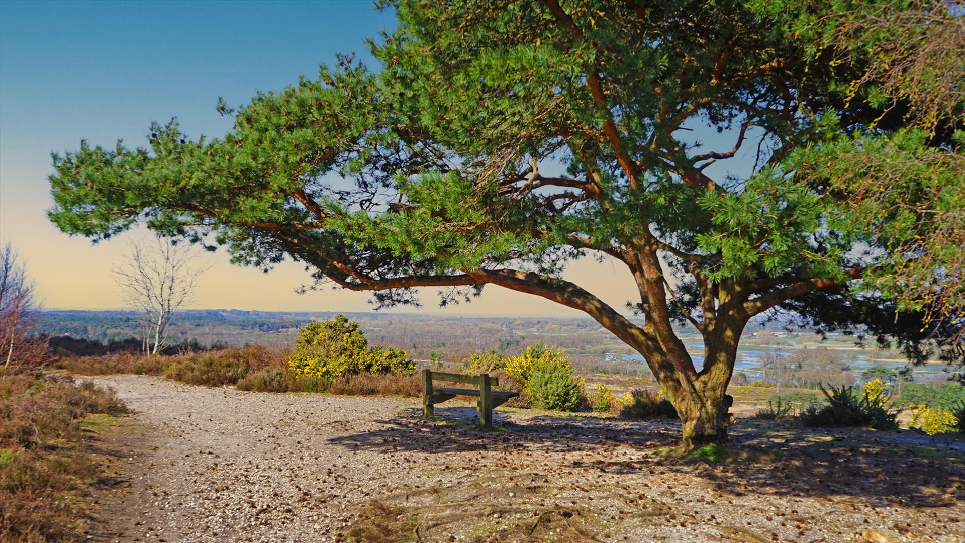 Bench overlooking the heathland acorss Christchurch