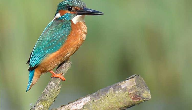 Stour Valley Nature Reserve