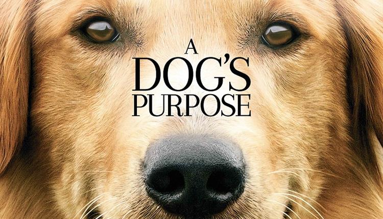 A Dogs Purpose