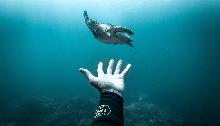 Ocean Film Festival 2020