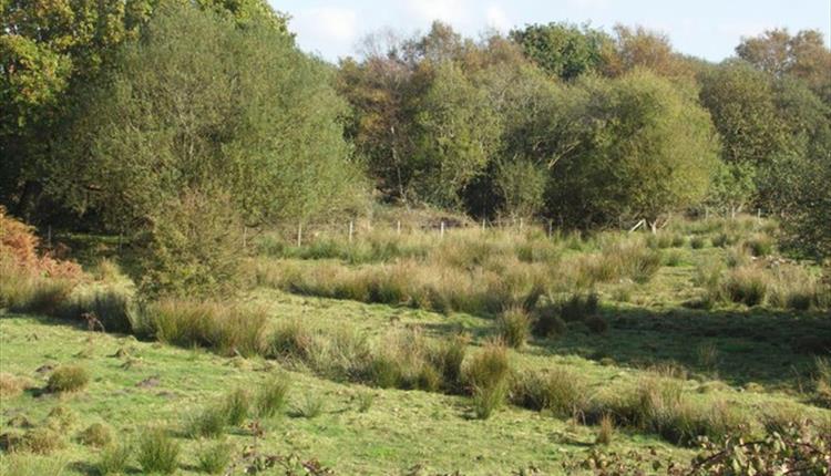 Purewell Meadows Local Nature Reserve - Christchurch