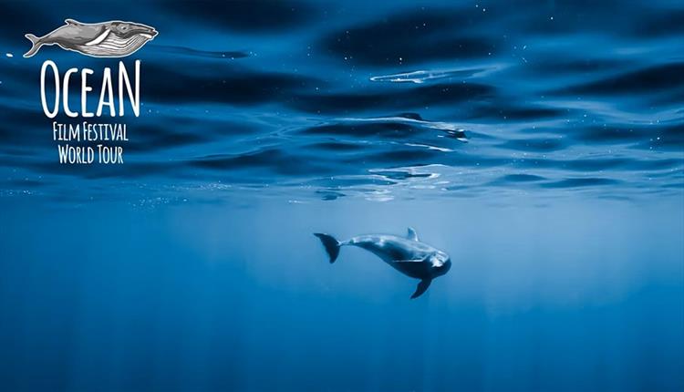 Dolphin in the deep blue sea