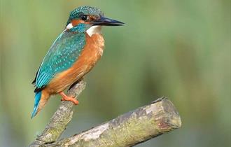 Stour Valley Nature Reserve