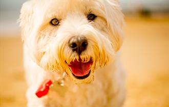 Close up stunning white Terrier on Bournemouth beach