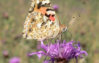 Painted lady butterfly at New Meadows Nature Reserve