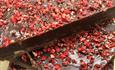 Amazing Burley fudge chocolate squares with strawberries on top.