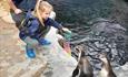 a child playing with two penguins