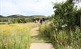 People walking through a wild flower pathway