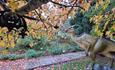 An autumnal pathway with orange leaves and bat Halloween decorations in the tree. A Parasaurolophus dinosaur statue is to the right of the pathway.