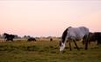 Herd of ponies grazing on Stanpit Marsh.