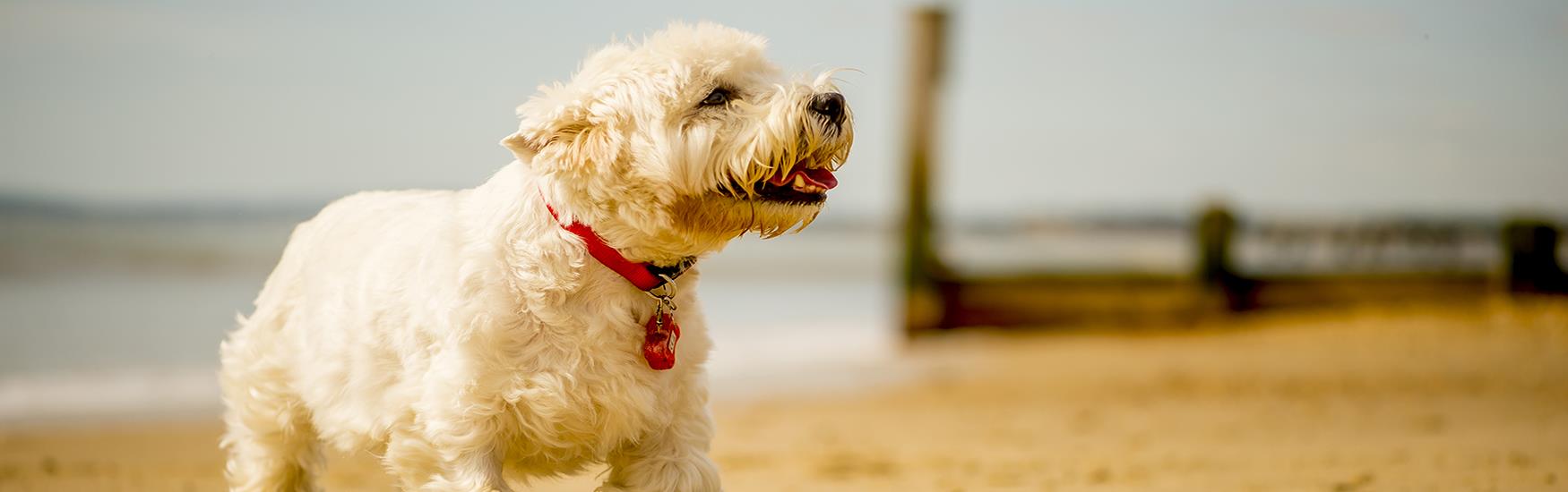 White Scotty dog walking along the golden sandy beach