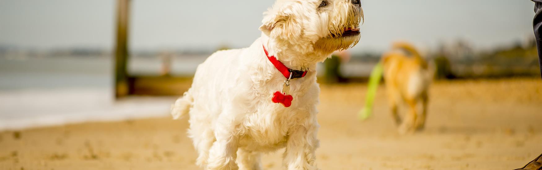 White scotty dog walking along bournemouth beach