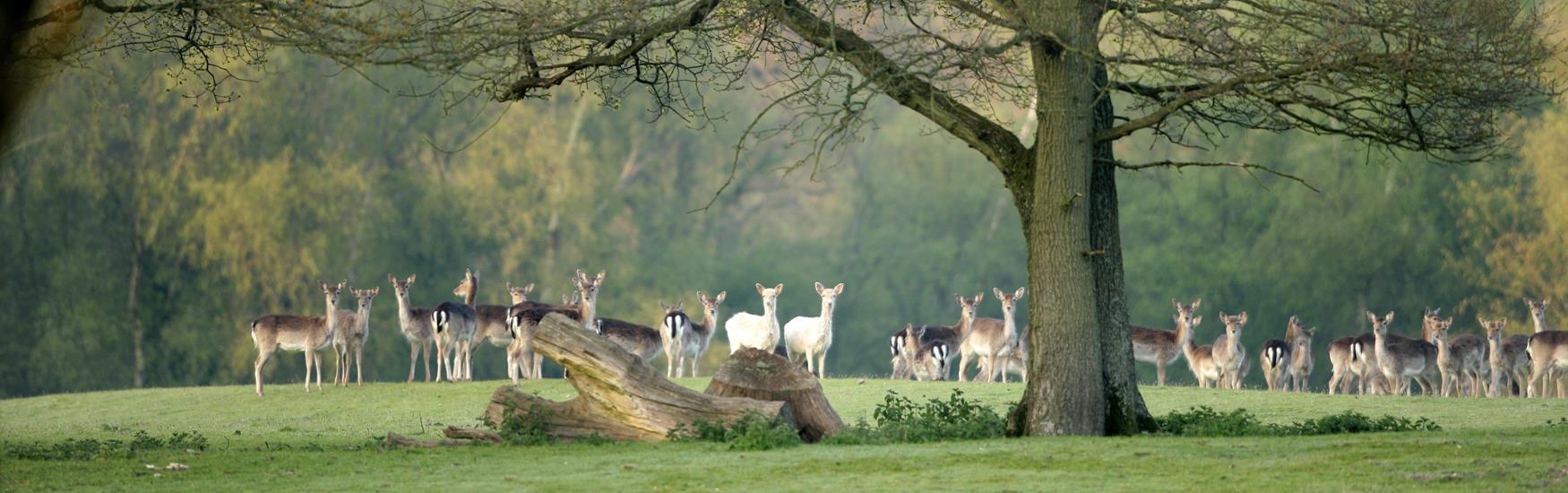 Discover the New Forest © New Forest District Council