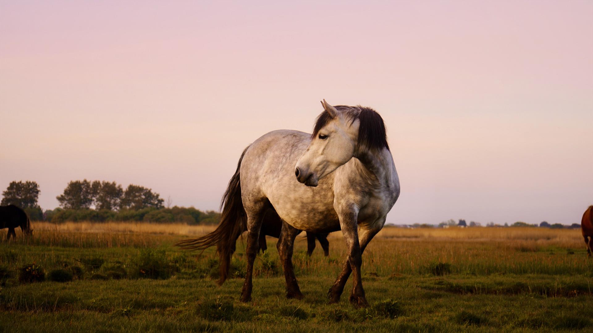 Majestic horse at stanpit marsh with pink sunset behind