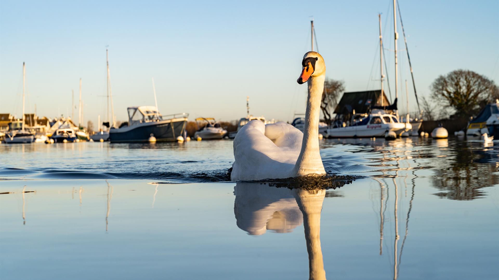 Majestic swan swimming in the still water