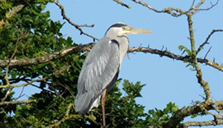An image of a heron taken at Hengistbury Head nature reserve