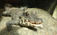 Oceanarium Bournemouth Crocodile