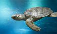 Loggerhead turtle in deep water