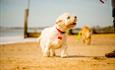 White Terrier dog looking at its own while walking along the beach