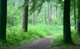 Beautiful green forest with path