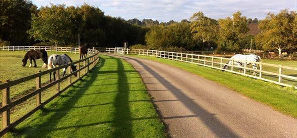 Horses at Dudmoor farm.