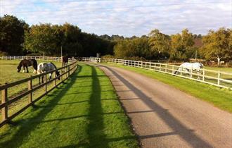 Horses at Dudmoor farm.