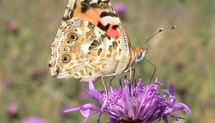 Painted lady butterfly at New Meadows Nature Reserve